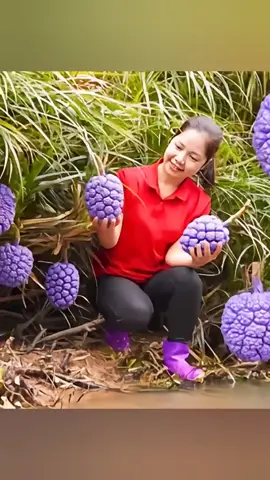 Harvest Wild Pineapple Goes To Market Sell #harvest #harvesting #farmlife
