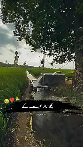 محبت راز ہوتی ہے اسے افشا نہیں کرنا محبت لازمی کرنا مگر چرچا نہیں کرنا🍂💯🥀 #foryoupagе #poetry #deeplines #shayri #lines #status #BookTok #fypシ゚ #viralvideo #growmyaccount 