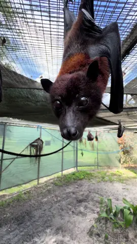 Did you pass the sniff inspection today? 👃 🦇 #lubeebatconservancy #fyp #florida #lubee #nonprofit #fypシ #cute #bats #lubeebats #fruitbats #flyingfoxes 