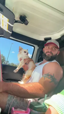 Walmart Pickup With My Chihuahua🤣#walmart #chihuahua #dog #dogsoftiktok #pet #PetsOfTikTok #funny #fyp 