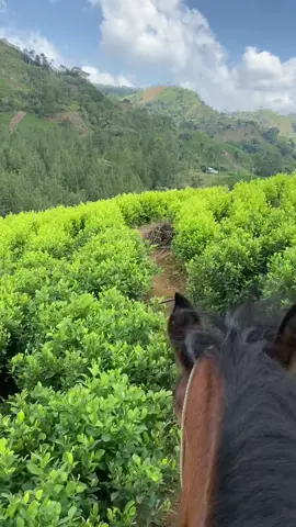 #fyp #viralditiktok #campocolombiano #morales #coquera #❤️‍🔥 #🍀🍃 #camellando🐫🐫 