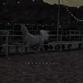 هلا ياروح روح الروح .هلا يازين يا مملوح 🤍🐎✨#راشديةمطنوخة #ابو_حنظله #خيل_وخياله🐎 #خيل_عربي_اصيل🐎🐎 #fyp #foryou #viral #viralvideo #viraltiktok 