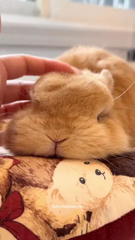 I love you baby eggie Check out our merch, link in bio#leglessinfant #babyeggie #bunny #rabbit #bunnylove #fypシ #fyp #rabbitsoftiktok  #bunniesoftiktok #うさぎ #bunnies #rabbits  #bunnyoftheday #PetsOfTikTok   #instabunny #cute #bunniesworldwide #lapin #bunnyrabbit #bunnylife #pet #netherlanddwarf #cutebunny  #bunnyfashionwear 