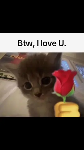 #bestie #bestfriend #pookie #loveyou #Love #positive #fantastic #meme #funny #sendtoafriend #fyp #fypシ゚viral🖤tiktok #fypシ゚  #viral #relatable #repost #fadein #photo #goofy #silly #Love #like #comment #favorite #famous #cat #viraltiktok #kitty #ily #besties #pookie #loveyou #bsf #cutecat #animals #cuteanimal 