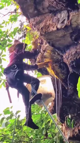 Honey hunters ascend to the base of cliffs in central Nepal to collect honey to take back home to their families 🍯🐝 Besides the danger of falling, they also happen to be harvesting the honey of the largest honeybee in the world. The Himalayan honey bee can grow to be up to 3 cm (1.2 in) in length. Due to grayanotoxins from the white rhododendrons they feed on in the spring, their spring honey can be intoxicating, and fetches high prices in Japan, Korea and China. The open cliff-face hives help protect the bees from predators and keeps them warm by exposing them to sunlight. Honey hunting is among the oldest known human activities. There is an 8,000-year-old cave painting in Spain that portrays a man climbing vines to collect honey. One can imagine that these brave honey hunters’ occupation probably stretches back just as far, if not further. #fyp #foryou #honey #nepal #honeyhunters #bees #foodporn #food 