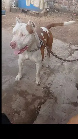 #Drako #pitbull 