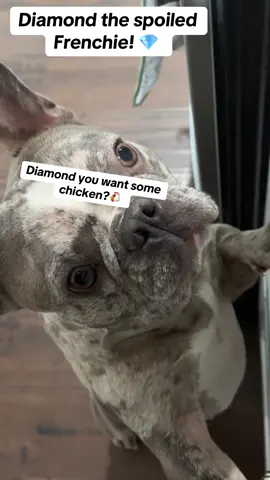 Diamond about to try out a little chicken 🔥 #frenchies 