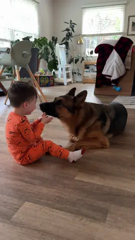 Otto the sock bandit #toddlersoftiktok #toddler #germanshepherd #gsd #toddlersanddogs #BestFriends 