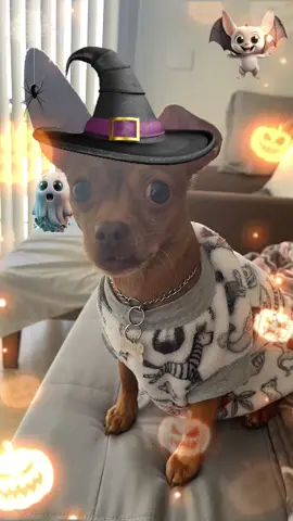 Halloween #mascotas #perros #halloween #humor  #entretenimiento 