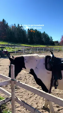 a wholesome activity near ottawa 🍂  📍 Equita Ranch: 838 Mnt de la Source, Cantley, QC #fallaesthetic #autumn #cuteideas #thingstodoinottawa #falltok #horses 