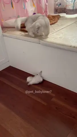 It’s your baby #cat#cats#cutecat#catlover#catsoftiktok#fyp#foryou#foryoupage#funny#funnycat#funnyvideos#funnytiktok#funnyanimals#kitty