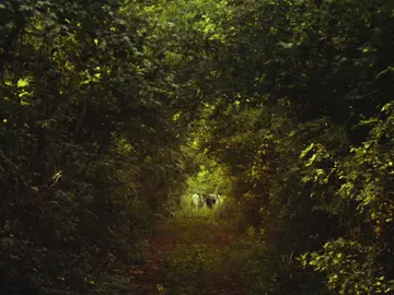 the may queen | #midsommar #midsommaredit #edit #fyp