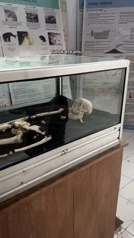 Homo floresiensis atau manusia Flores… #samasamabelajar #thehobbit #lordoftherings #mistery #sejarah #flores #fypage 