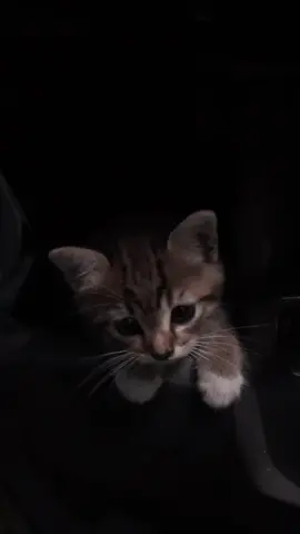 🤍🤍 #fyp #cats #kucinglucu #gemoy #vibes 