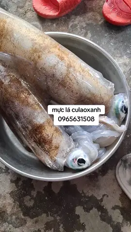 Mực lá  được mệnh danh kaf vua của các loại mực