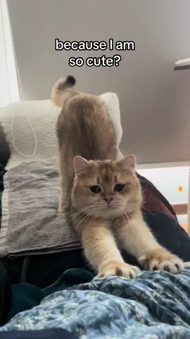#britishshorthair #catsoftiktok #cutecat #cutecats #kittycat #cats #pets #funnycat #catlover #cat #pet 