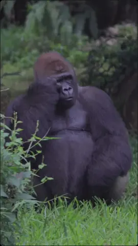 Gorila adalah salah satu spesies primata besar yang berasal dari genus Gorilla. Mereka hidup di hutan-hutan tropis Afrika dan dikenal sebagai hewan darat yang memiliki kedekatan genetika dengan manusia. Gorila terbagi menjadi dua spesies utama, yaitu gorila dataran rendah (Gorilla gorilla) dan gorila gunung (Gorilla beringei). Ciri-ciri Fisik: Gorila memiliki tubuh yang besar, dengan berat jantan dewasa bisa mencapai 140–200 kg, dan tinggi berdiri sekitar 1,7–1,8 meter. Mereka memiliki tangan yang panjang, dada yang lebar, dan rahang kuat yang digunakan untuk mengunyah berbagai jenis tumbuhan. Bulunya biasanya berwarna hitam atau coklat gelap, dan jantan dewasa seringkali memiliki punggung berwarna perak, yang menjadi tanda kematangan seksual. Habitat: Gorila hidup di hutan hujan tropis di Afrika, terutama di wilayah Afrika Tengah dan Barat. Mereka terbagi ke dalam dua kelompok besar sesuai dengan habitatnya: Gorila Dataran Rendah: Ditemukan di hutan dataran rendah Afrika Barat dan Tengah. Gorila Gunung: Hidup di wilayah pegunungan seperti di Pegunungan Virunga di perbatasan Rwanda, Uganda, dan Republik Demokratik Kongo. Perilaku: Gorila adalah hewan sosial yang hidup dalam kelompok yang disebut 