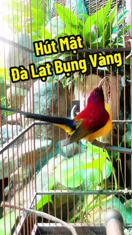 Đà lạt bụng vàng 8 năm tuổi, sử dụng cám sắc tố lông của lê thịnh, giúp chim giữ được màu sắc rừng và không bị mất màu trong quá trình thay lông   Dành cho Xác pháo, Ngực lửa, Ngực cam, Nepal, Sting & Đà Lạt…   Anh Chị Em nghệ nhân xem tham khảo.#liemculi #liemmechim #birds #bird 