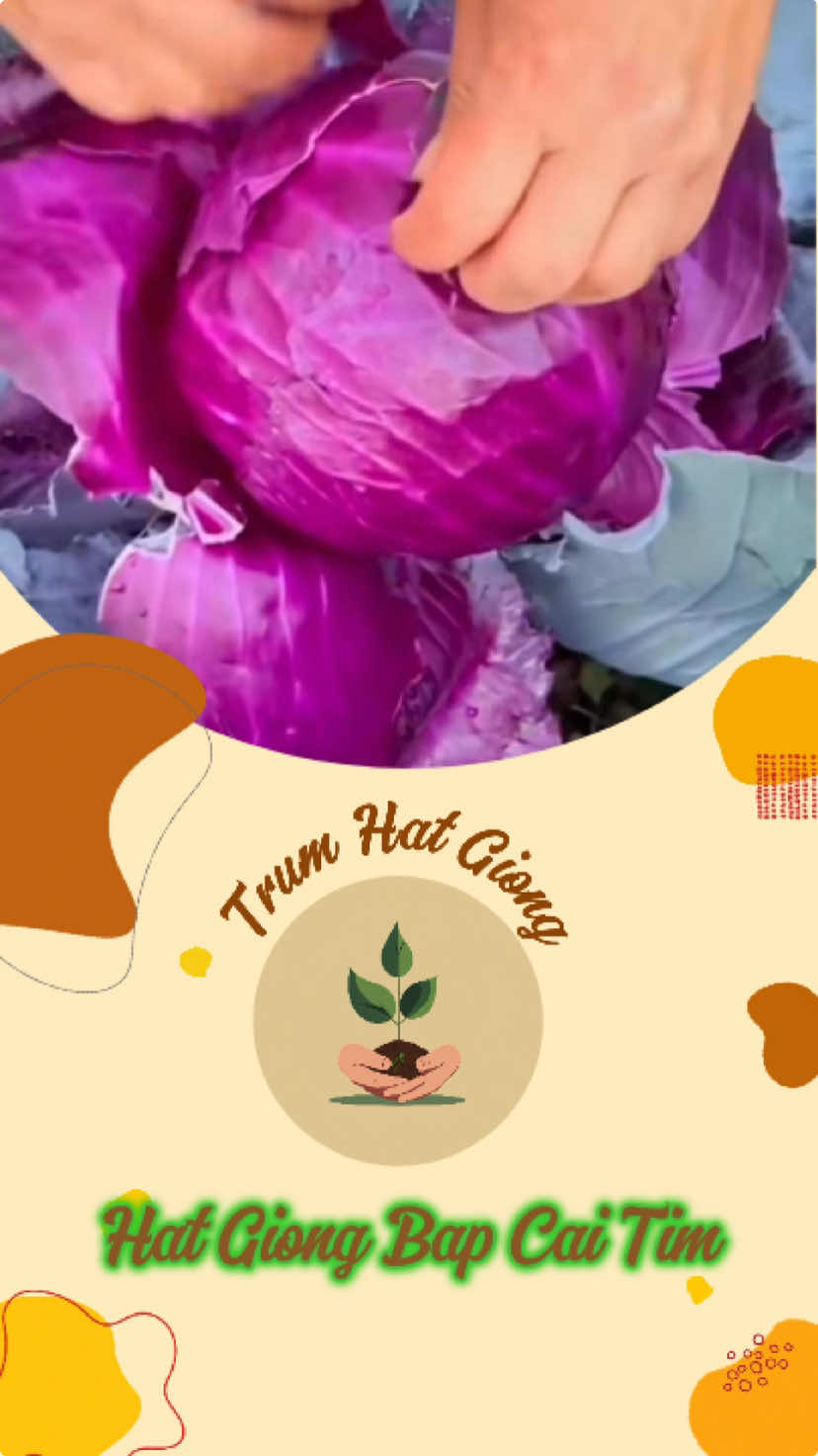 Hạt Giống Bắp Cải Tím #trumhatgiong #hatgiongcaytrong 