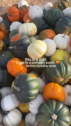 🎃 #spookyszn #pumpkinpatch #pumpkinseason #fyp #fallaesthetic 