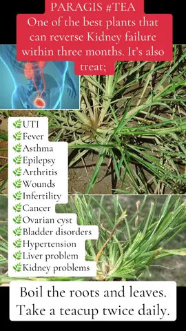 PARAGIS #TEA  One of the best plants that can reverse #kidneyfailure within three #months. It’s also treat #healingtiktok #bryaentherbal #PlantBasedWellness #health #herbalmedicine #healthylifestyle #alternativemedicine #HolisticHealth #HerbalRemedies #paragis #foru #fyp 