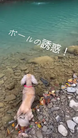 #ダックスフンド #泳ぐ犬 #バーベキュー 