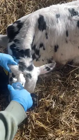 cow farm 🥰🥰🥰🥰🥰 #cow #farm #hair #cutting #trending #viralvideo 