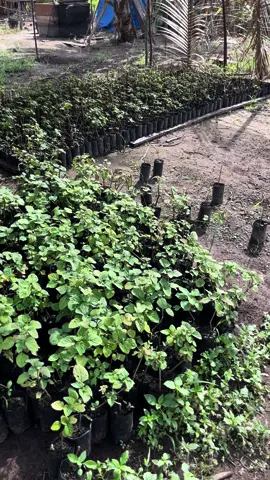 Ready bibit nilam aceh selatan#bibitnilam #minyaknilam 