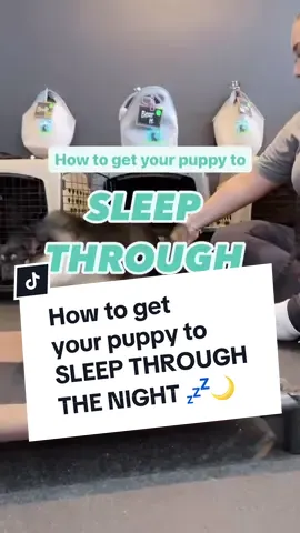 💡Tips for getting your puppy to sleep through the night: Age, breed & size plays a huge part in how long your puppy will be able to go through the night without needed a potty break.  But potty training isn’t the only contributing factor! Adequate exercise (especially mental aka training), getting them on a schedule and being able to take naps in their crate during the daytime will all help contribute to how they can settle — and stay settled! — at night! For more help with getting your puppy to sleep through the night, join us in our Online Puppy School! Link in bio for details 🐶 #puppytraining #pottytraining #puppyschool #cratetraining #newpuppy #puppyhelp #thepuppyacademy 