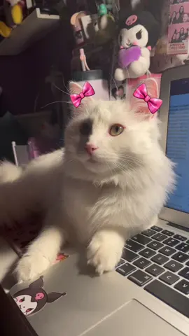 beautiful beautiful beautiful boy #cat #catsoftiktok #fypage 