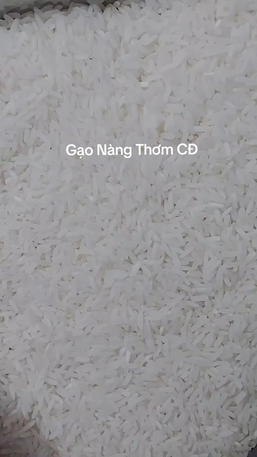 Gạo Nàng Thơm Chợ Đào, Là Thương Hiệu Gạo Nổi Tiếng Ở Vùng Đất Chợ Đào Long An. Gạo Có Đặc Tính Không Dẻo Nhiều, Xốp Mềm Ngọt Cơm, Ưu Điểm Dễ Nấu,Không Bị Bết Đính,Khi Nguội Không Bị Cứng Cơm #gaokimngan #gaotrang #st25 #gao #gaolut #gao #xuhuong 
