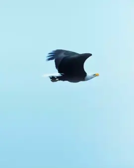 💀 #tiktok #trendingvideo #animalsoftiktok 