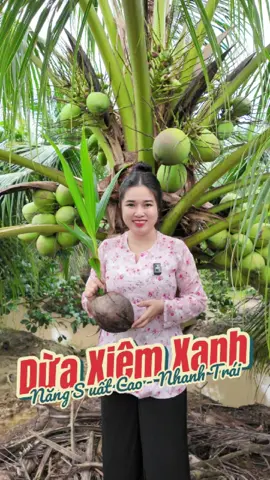 Dừa Xiêm Xanh năng suất cao, nhanh cho trái vựa cây giống Huyền Linh. #huyenlinhgarden #vuacaygionghuyenlinh