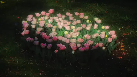 Những chiếc vid đã cũ 🌷#tulip #kenhnaycohoaxinh 