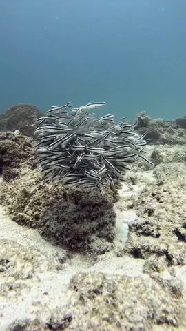 Ball of CATFISH #viral #scubadiving #sea #ocean #gopro #venomous #underwater #ocean #catfish #spine 
