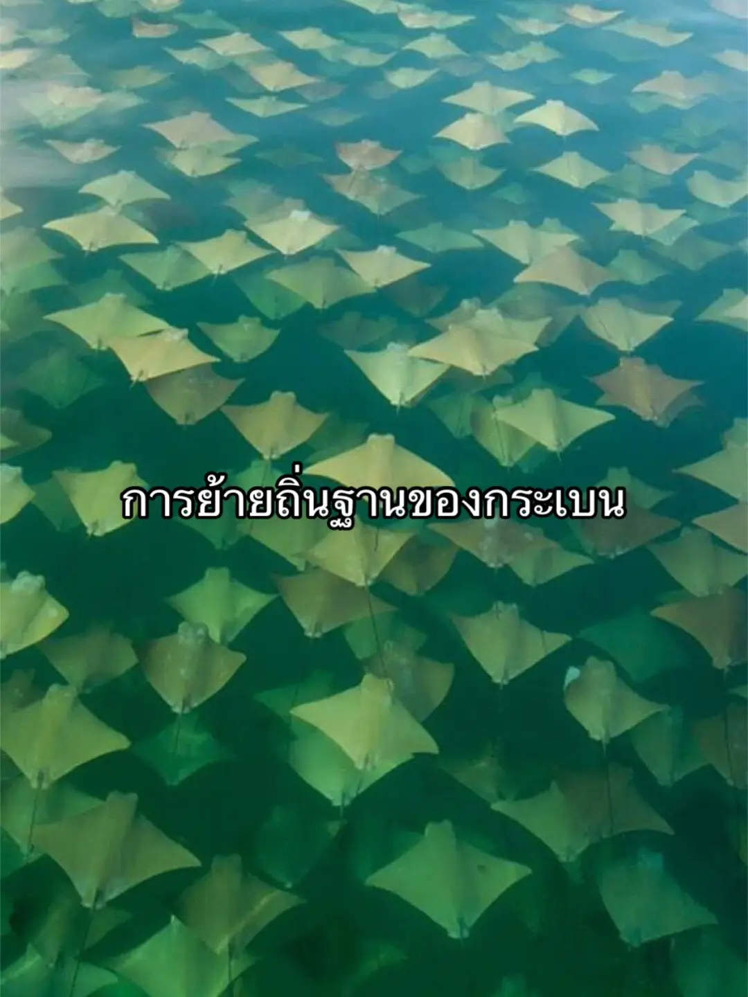 #รู้จากtiktok #fypシ 