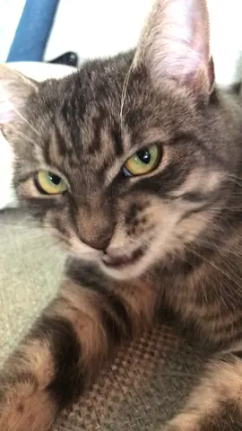 #meaw #catsoftiktok #foryou #funnycatsvideos #cats #cat 