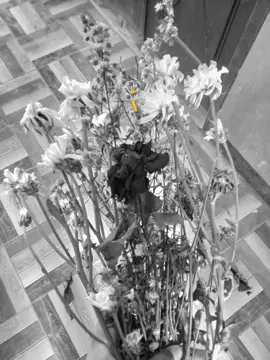 bunganya layu tapi tidak dngn kenangan nya. 💐 #flowers #fypage #masukberandafyp 