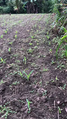 Tranh thủ ngày mưa đi cấp đạm cho bắp (ngô) #xuhuongtiktok #cuộcsốngcủangườinôngdân #nôngnghiệp #nôngdân #49lâmđồng #bónphân 