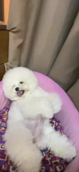 Con là công chúa nên chỉ chie biết ăn và ngủ , còn mọi thứ có ông già con lo #familydogs ##dogroomsaigon #spagrooming #lovedogs🐶🐕❤️❤️forever #xuhuong 