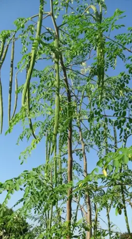 مشروب المورينجا  التوصيل متوفر لـ #58ولاية #الجزائر  #moringa #قصر_القامة_عند_الأطفال #زيادة_الطول #النشاط_والطاقه_الإيجابيه #dz #flypシ 