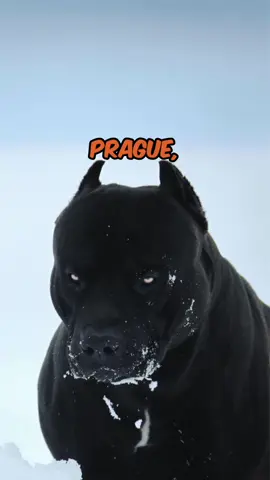 Prague 🐾 American pitbull 🧬 black  🏠Owner @xxldesignerpitbulls  If you’re interested in content like this & collaborating with us  Drop us a DM @pawpointuk  ➖ ➖ ➖ #americanbully #americanxl #americanxlbully #americanpitbullterrier #pitbull 