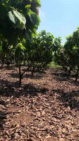 Visitando uma plantação de cacau a pleno sol e vendo de perto o poder dessa cultura incrível! Vamos juntos valorizar e investir na nossa terra! 🌱🍫 #PlantioDeCacau #Agroforte #CacauBrasileiro”