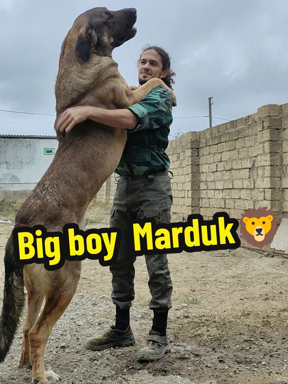 Biggy boy 🔥 • • • • • #kesfet #keşfet #keşfetteyizzz #dog #dogsofttiktok #dogsoftiktok #xldog #bigdog #kangal #qurdbasar #volkodav #alabay #alabai #americanbully 
