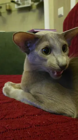 Ekekek 🔉🔊 @ekekekkekkek  #ekekekkekkek #soundon #catsoftiktok #greeneyes #bigears #dobbycat #orientalshorthair #orientalshorthaircat #orientalcat #talkativecat 