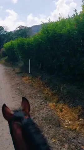 #llanerisima #musicallaneravenezuela #llanoadentro #llanovenezolano 