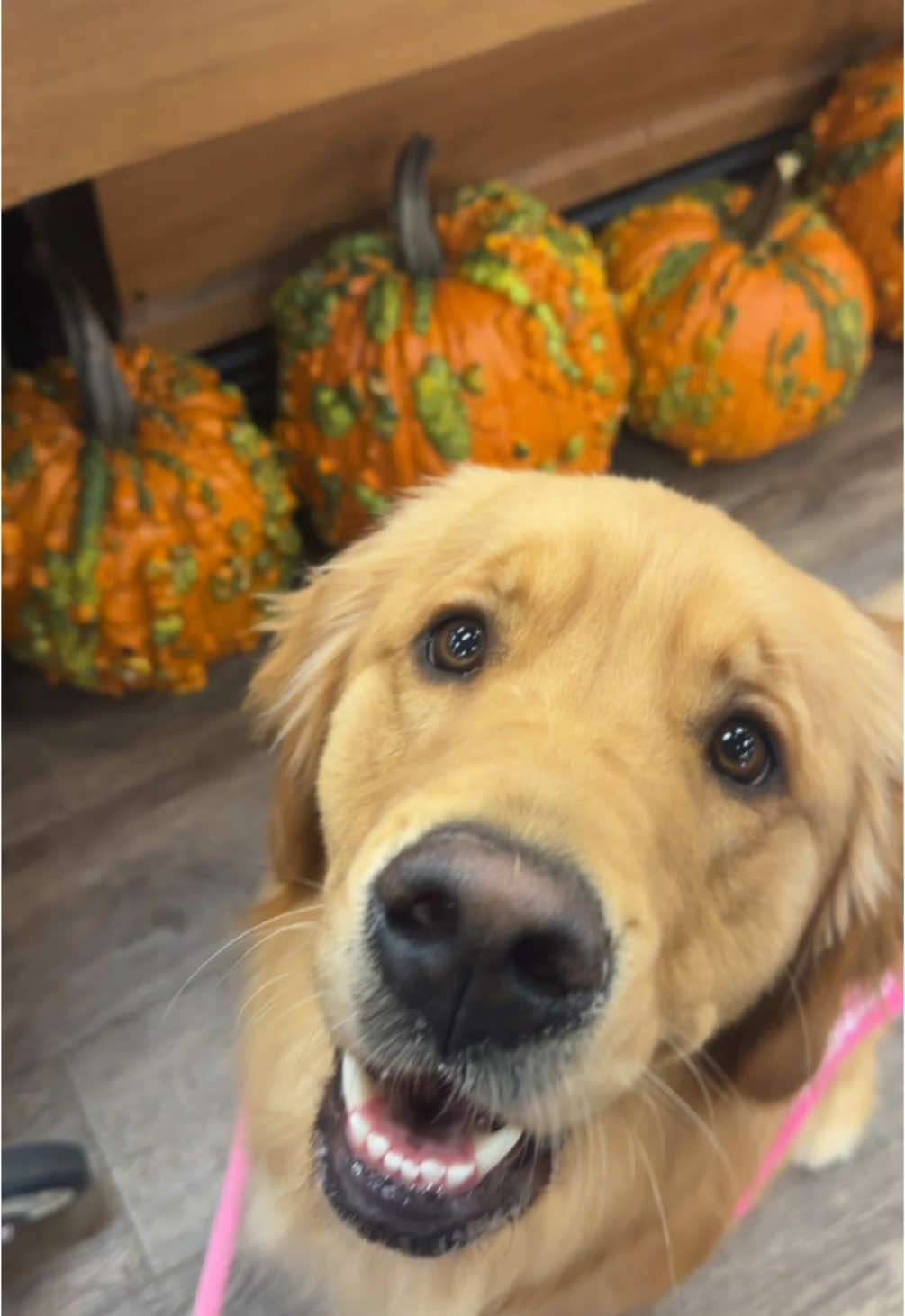 Our Halloween candy!!  #pet #pets #petstagram #petsofinstagram #petsofig #puppy #puppylove #puppylife #puppygram #puppyoftheday #puppyofinstagram #puppies #puppiesofinstagram #puppiesofig #puppiesofinsta #dog #dogsofinstagram #dogs #dogoftheday #doglover #retriever #retrieveroftheday #retrieverpuppy #retrieverpuppies #retrieveraddiction #goldenretriever #goldenretrievers #goldenretrieversofinstagram #goldenretrieverpuppy 