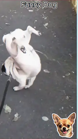 Funny dogs 😂😂 #funnyvideo #dog #dogsoftiktok #viralvideos #dogvideos #cutedog #funnytiktok #mydog