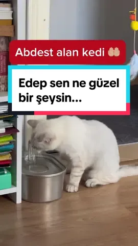 Abdest alan kedi🤲🏼 #edepsennegüzelşeysin #catlover #abdest #iman #islam