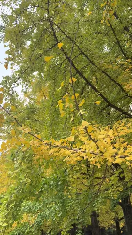 𝑁𝑎𝑚𝑖 ℎ𝑜̂𝑚 𝑛𝑎𝑦 (27/10/24)  𝐿𝑎́ 𝑐ℎ𝑢̛𝑎 𝑣𝑎̀𝑛𝑔 𝑙𝑎̆́𝑚 𝑛ℎ𝑢̛𝑛𝑔 𝑠𝑖𝑒̂𝑢 đ𝑜̂𝑛𝑔, 𝑣𝑎̀𝑖 ℎ𝑜̂𝑚 𝑛𝑢̛̃𝑎 𝑠𝑒̃ 𝑟𝑎̂́𝑡 đ𝑒̣𝑝 𝑛𝑒̀ #dulichcungmiu #korea #Nami #travel #ypfッ 